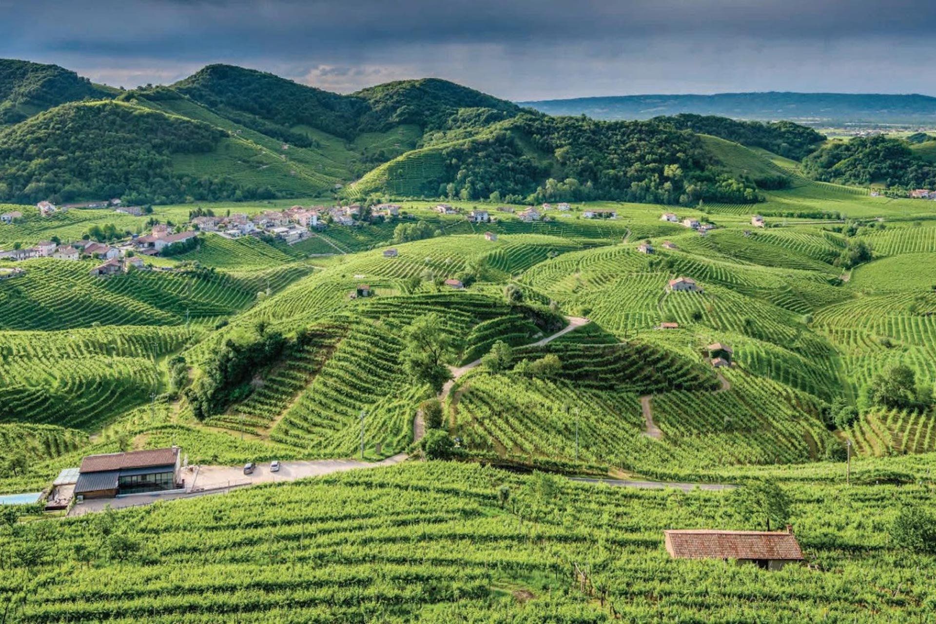 COLLI DI CONEGLIANO D.O.C.G.