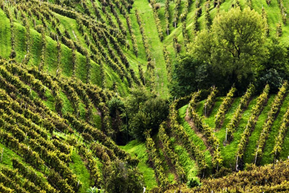 CONEGLIANO VALDOBBIADENE D.O.C.
